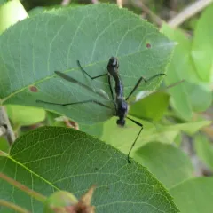 Antlered Crane Fly thumbnail 1