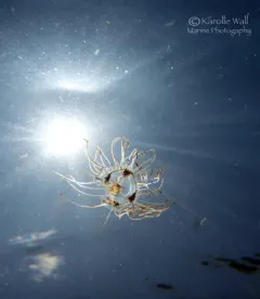 Orange-striped Jellyfish thumbnail 4