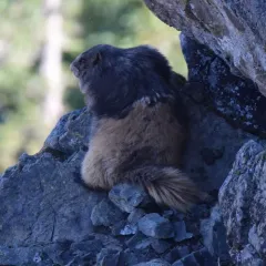 Olympic Marmot thumbnail 3