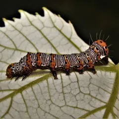 Eight-spotted Forester Moth thumbnail 2