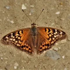 Tawny Emperor thumbnail 4