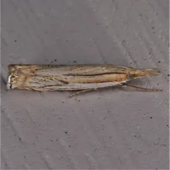 Pasture Grass-veneer thumbnail 3