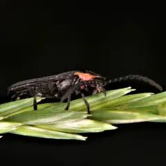 Black Firefly thumbnail 4