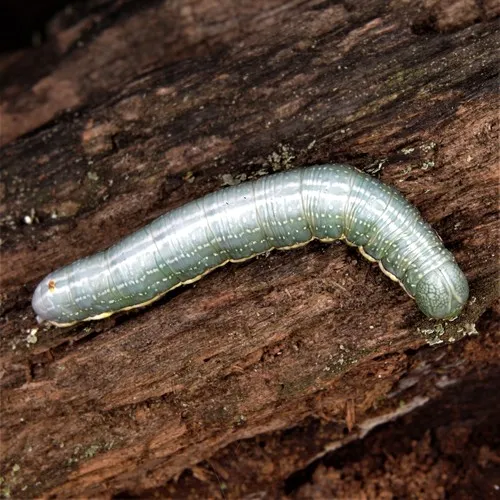Georgian Prominent