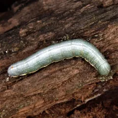 Georgian Prominent thumbnail 1