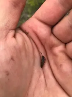 Kendal's Click Beetle thumbnail 4