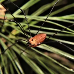 Leiobunum nigropalpi thumbnail 2
