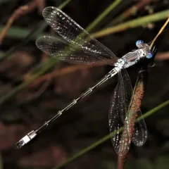 Lyre-tipped Spreadwing thumbnail 2