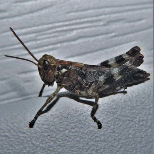 Pine tree Spur-throat Grasshopper