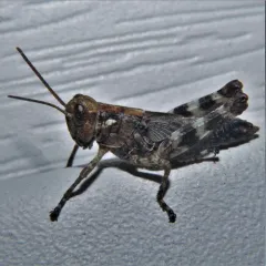 Pine tree Spur-throat Grasshopper thumbnail 1