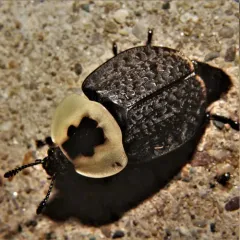 American Carrion Beetle thumbnail 4