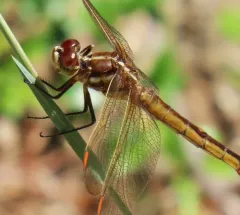 Golden-winged Skimmer thumbnail 3
