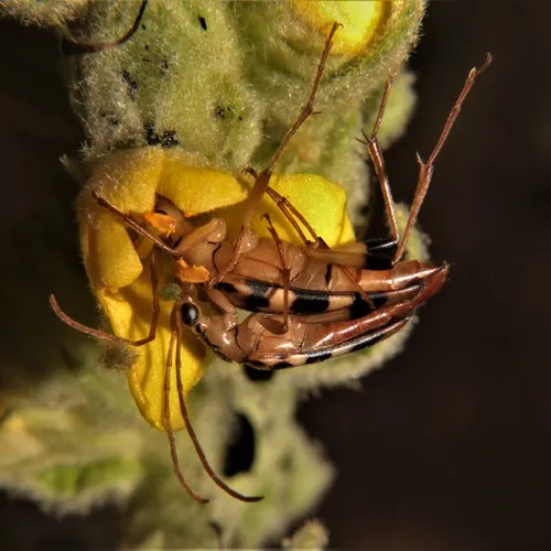 Yellow-horned Flower Longhorn Beetle