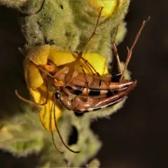 Yellow-horned Flower Longhorn Beetle thumbnail 1