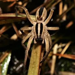 Dotted Wolf Spider thumbnail 2