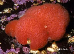 Eudistoma molle thumbnail 1