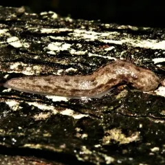 Changeable Mantleslug thumbnail 2