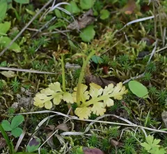 northwestern moonwort thumbnail 4