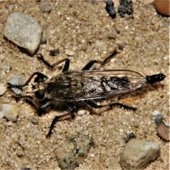 Sand Hammertail thumbnail 2