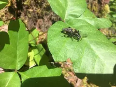 Laphria columbica thumbnail 1