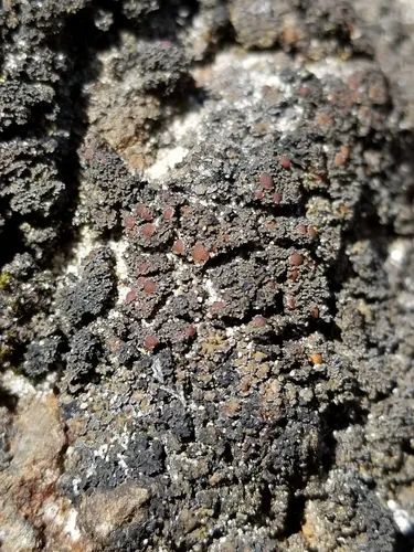 Fuscopannaria maritima