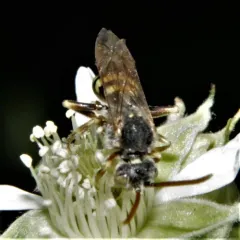Superb Nomad Bee thumbnail 2