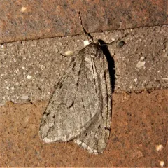 Spring Cankerworm Moth thumbnail 2