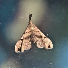 Faint-spotted Palthis Moth thumbnail 3