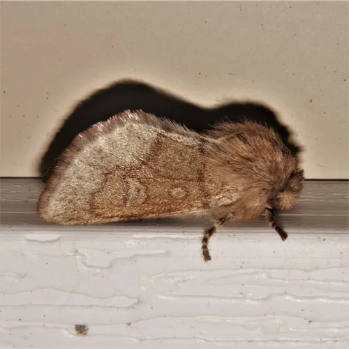 Fawn Sallow