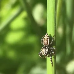 Peppered Jumping Spider thumbnail 2