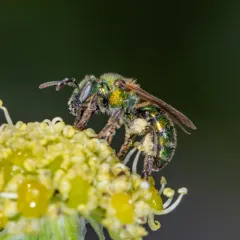 Golden Sweat Bee thumbnail 3