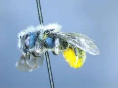 Colorado Mason thumbnail 4