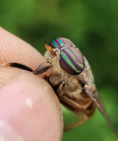 Tabanus limbatinevris thumbnail 2
