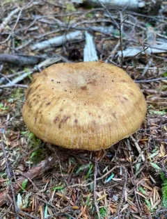 Almond-scented Russula thumbnail 3