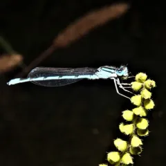 Familiar Bluet thumbnail 3