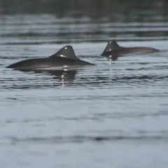 Harbour Porpoise thumbnail 4