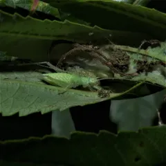Snowy Tree Cricket thumbnail 1