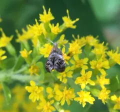 Everlasting Tebenna Moth thumbnail 3