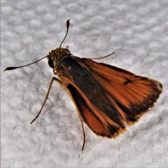Delaware Skipper thumbnail 1