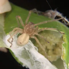 Northern Yellow Sac Spider thumbnail 3