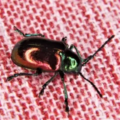 Dogbane Leaf Beetle thumbnail 2