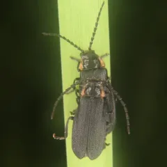 Wide-horned Soldier Beetle thumbnail 2