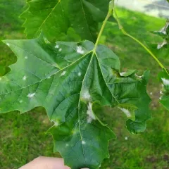 Sycamore Powdery Mildew thumbnail 4