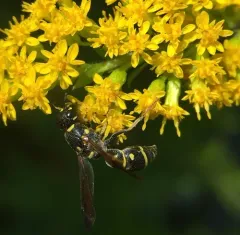 Parancistrocerus pedestris thumbnail 3