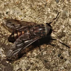 Furrowed Horse Fly thumbnail 3