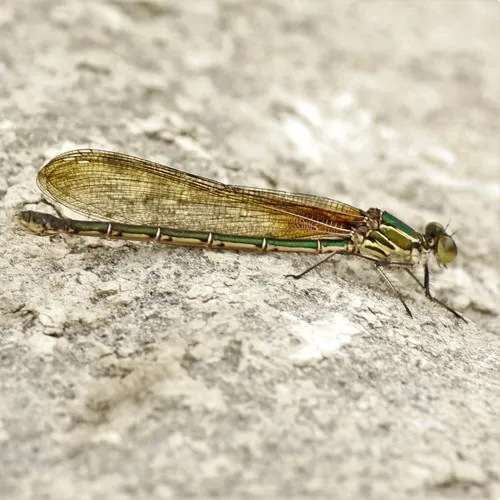 American Rubyspot