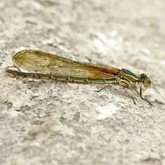 American Rubyspot thumbnail 1
