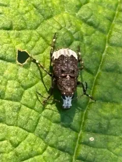 Eurymycter tricarinatus thumbnail 3