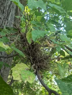 Witches Broom of Hackberry Fungus thumbnail 3