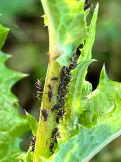 Sow-thistle Aphid thumbnail 4